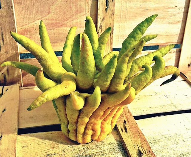 Buddhas Fingrar