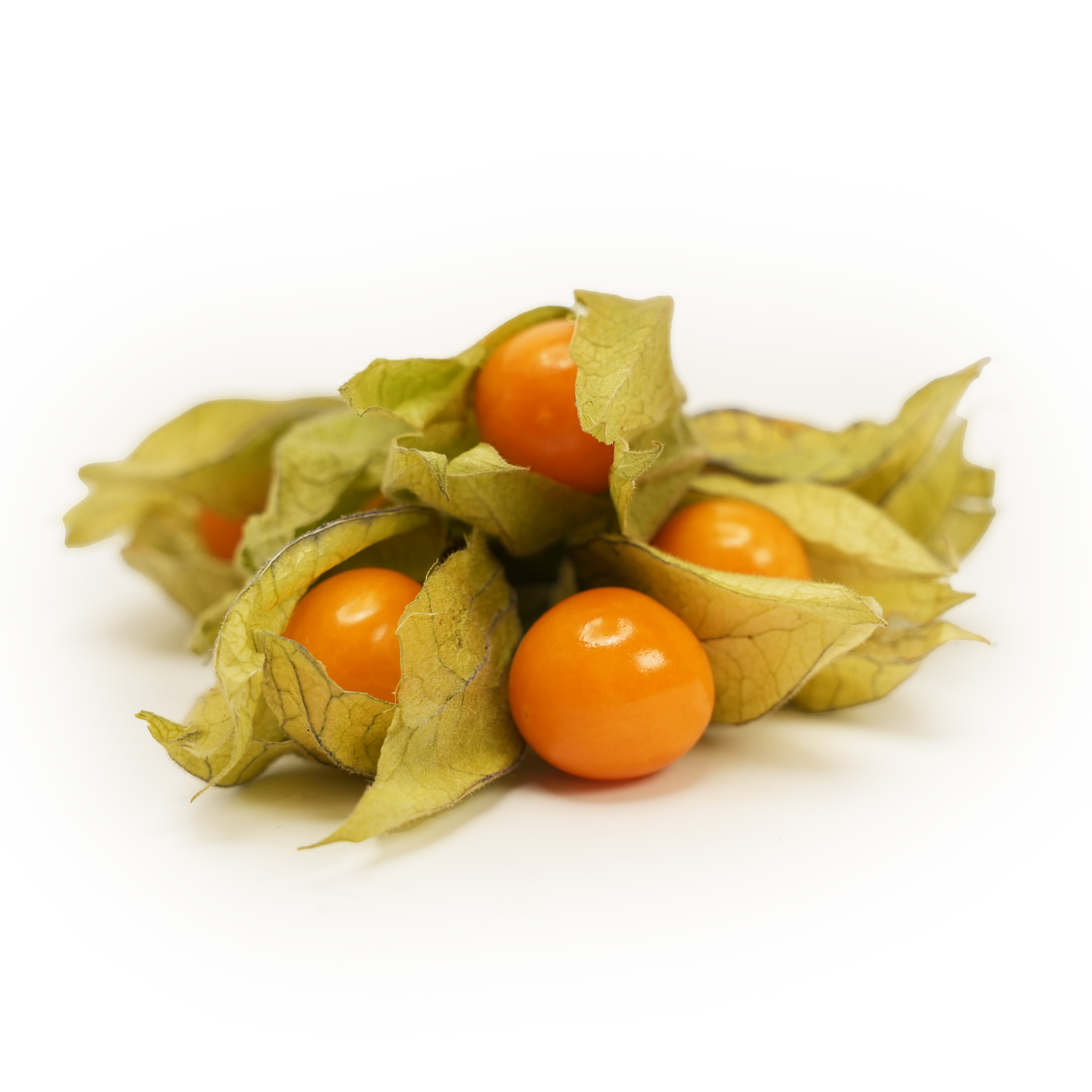 Physalis i Ask