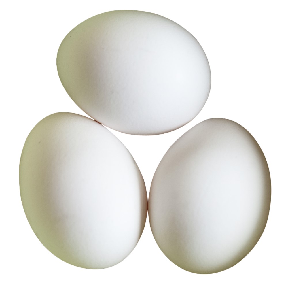 Ägg S Frigående