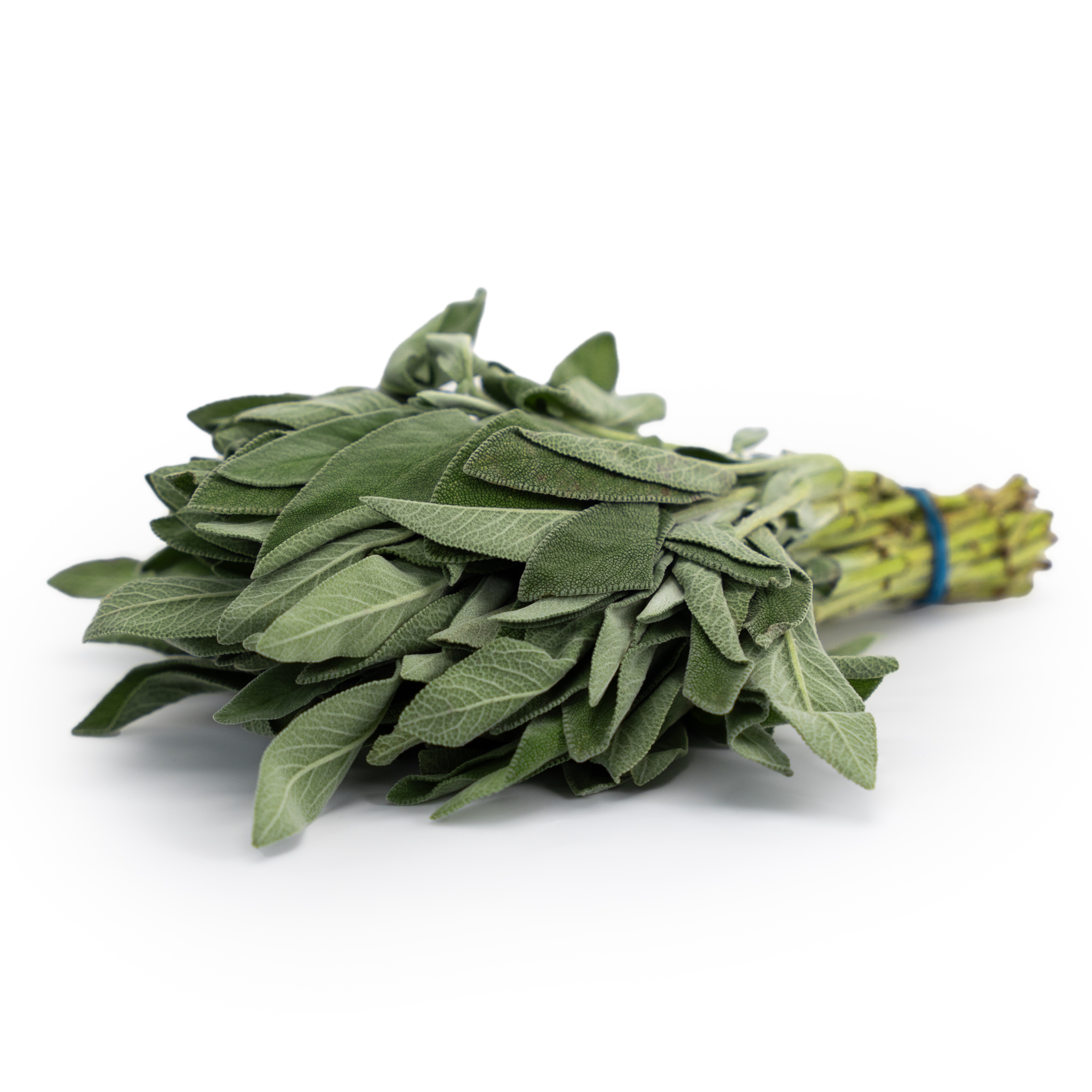 Salvia